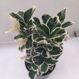 EUONYMUS jap. Kathy 9.5cm
