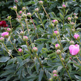 Paeonia Bowl Of Beauty 4L/21cm