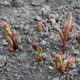 Paeonia Bowl Of Beauty 4L/21cm