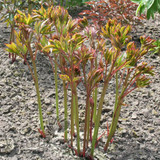 Paeonia Bowl Of Beauty 4L/21cm