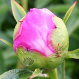 Paeonia Bowl Of Beauty 4L/21cm