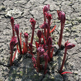Paeonia Sarah Bernhardt 4L/21cm