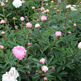 Paeonia Sarah Bernhardt 4L/21cm