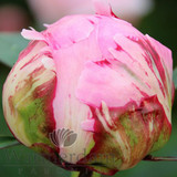 Paeonia Sarah Bernhardt 4L/21cm