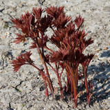 Paeonia Callie's Memory 4L/21cm