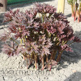 Paeonia First Arrival 4L/21cm