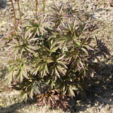 Paeonia Select Hillary 4L/21cm