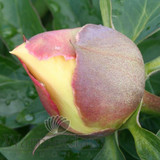 Paeonia Garden Treasure 4L/21cm