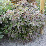 Paeonia Momo Taro 4L/21cm