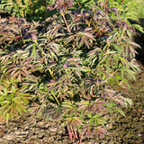 Paeonia Select Morning Lilac 4L/21cm