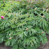 Paeonia Select Morning Lilac 4L/21cm