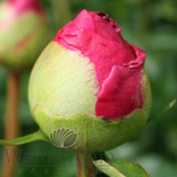 Paeonia Command Performance 4L/21cm