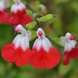 Salvia microphylla 'Hot Lips'