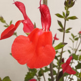Salvia microphylla 'Hot Lips'