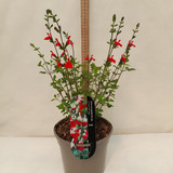 Salvia microphylla 'Hot Lips'