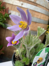 Pulsatilla Vulgaris