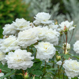 English Rose 'Susan Williams-Ellis' 6L