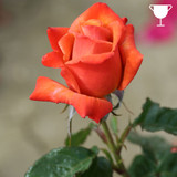 Gift Rose 'Remember Me' 5L