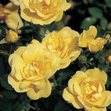 Flower Carpet Rose 'Gold' 4L