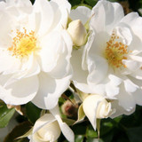 Flower Carpet Rose 'White' 4L