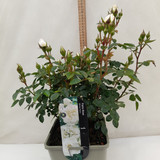 Patio Rose 'White Patio' 4L