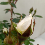 Patio Rose 'White Patio' 4L