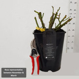 Patio Rose 'Carefree Days' 4L