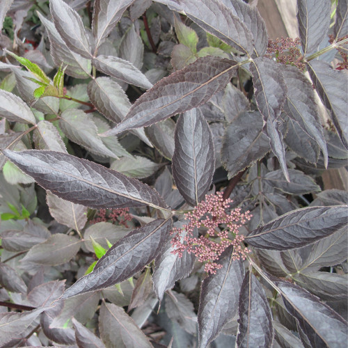 Sambucus nigra 'Black Beauty' 4L