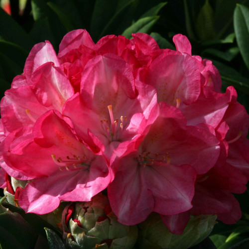 Rhododendron 'Fantastica' 3L