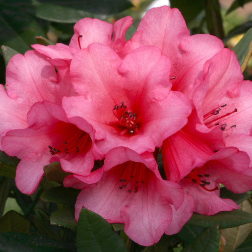 Rhododendron 'Winsome' 15L