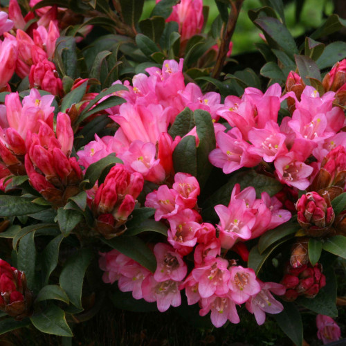 Rhododendron 'Razorbill' 3L