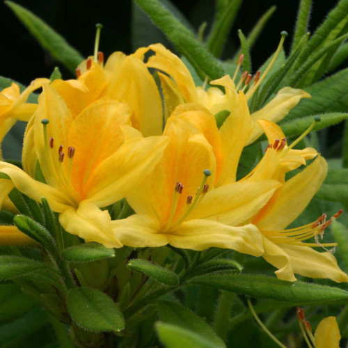 Rhododendron luteum 5L