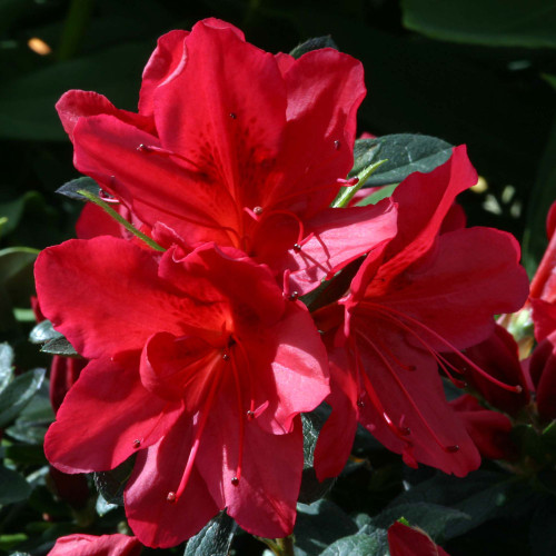 Azalea 'Arabesk' 3L