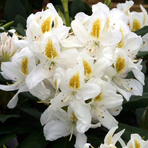 Rhododendron 'Madame Masson' 7.5L