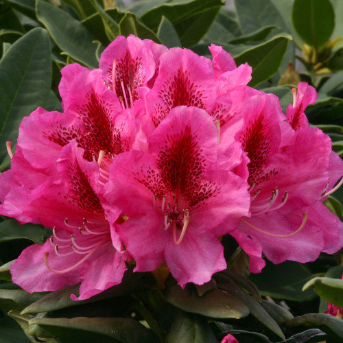 Rhododendron 'Cosmopolitan' 7.5L