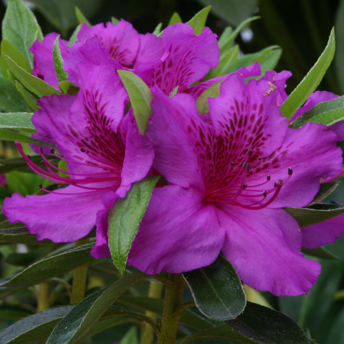 Azalea 'Herbert' 3L