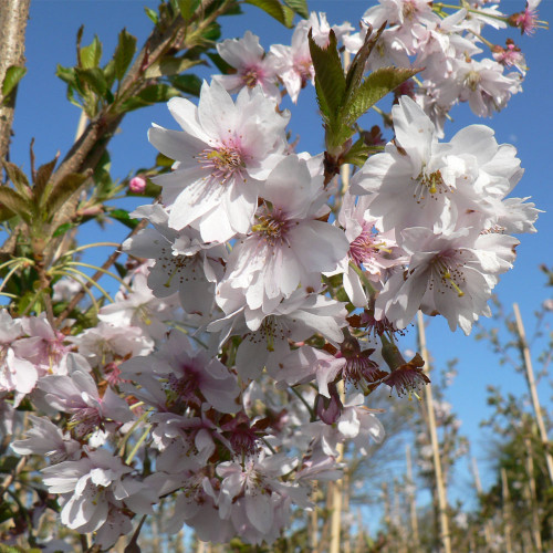 Prunus Subhirtella `Autumnalis Rosea' 15L