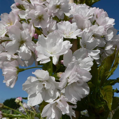 Prunus `Amanogawa' 15L