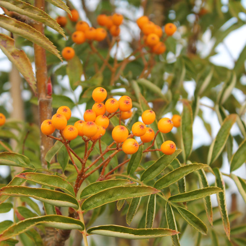 Sorbus `Autumn Spire' 15L