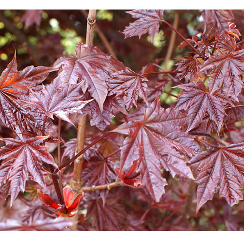 Acer Platinoides `Crimson Sentry' 15L