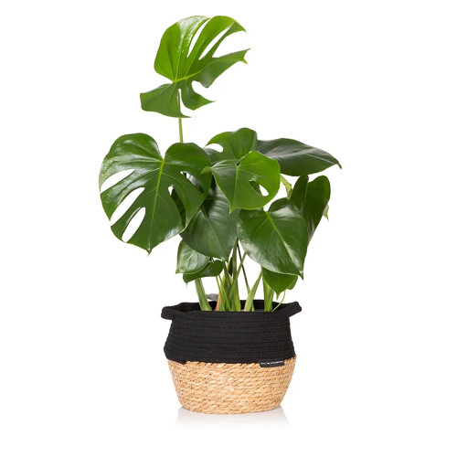 The Little Botanical Big Monstera House Plant