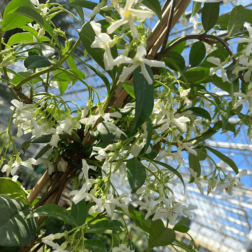 Trachelospermum Jasminoides Pyramide