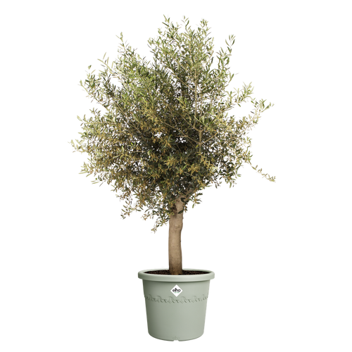 Elho Algarve Cilindro - Thyme Green 40cm