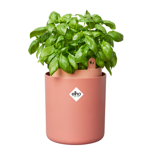 Elho Bouncy Basil - Toffee Terra