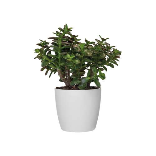 Elho Brussels Round - Anthracite 20cm