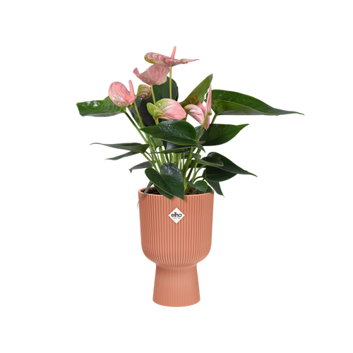 Elho Vibes Fold Coupe - Delicate Pink 14cm