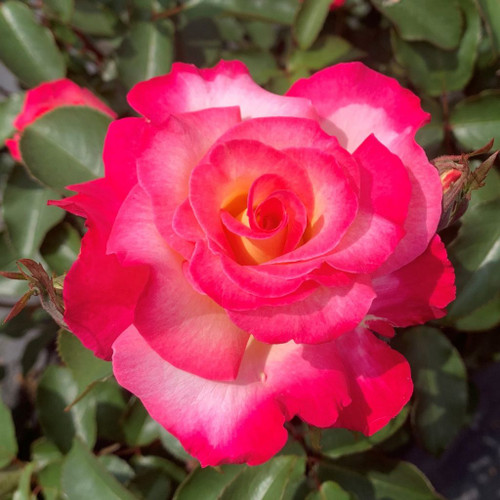 Bush Rose 'You're My Everything' 5L