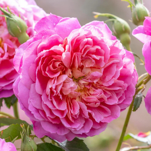 English Rose 'Emma Bridgewater' 6L