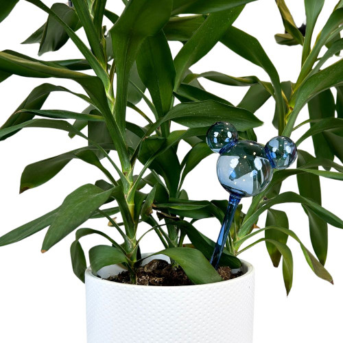Disney - Plant Reservoir Mickey ears glass blue