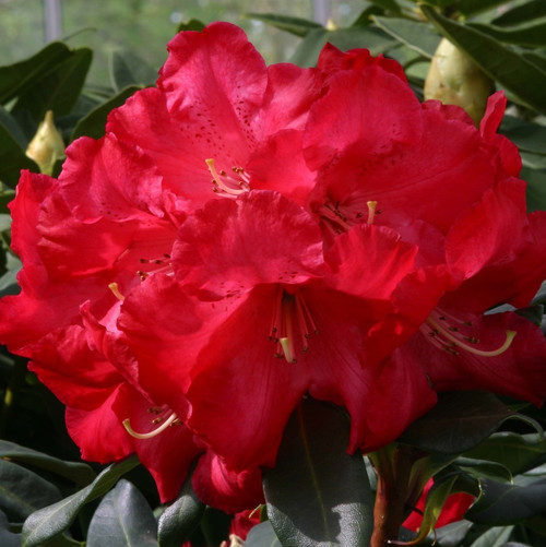 Rhododendron 'Half Dan Lem'